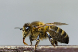 Bijen – elfstedentour